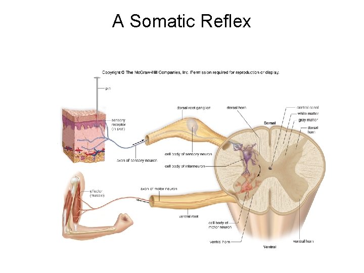 A Somatic Reflex A Somatic Reflex