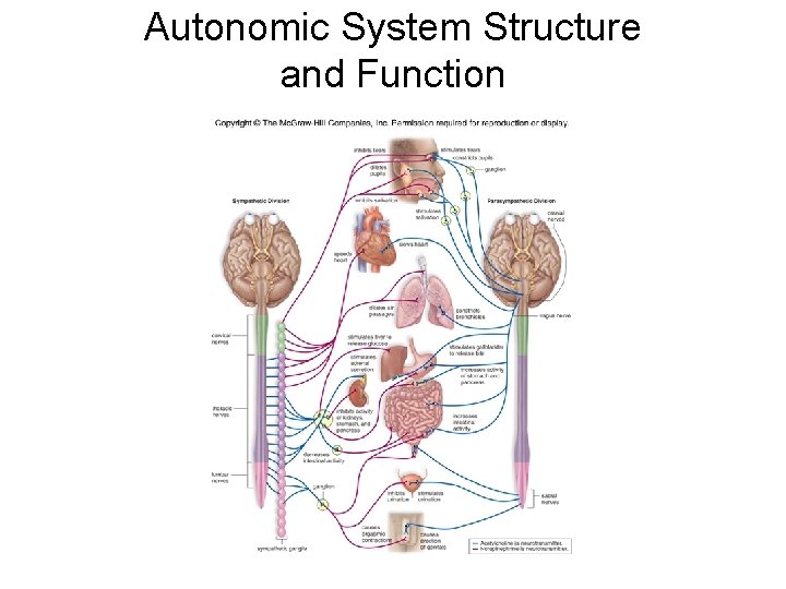 Autonomic System Structure and Function Autonomic System Structure and Function