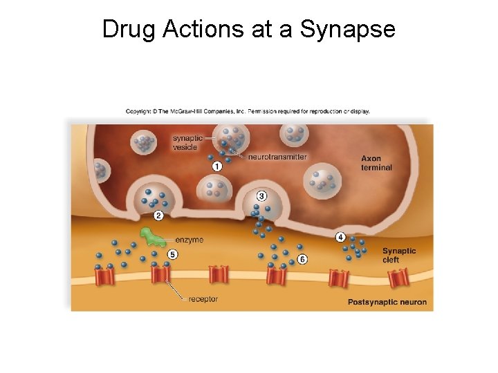 Drug Actions at a Synapse Drug Actions at a Synapse