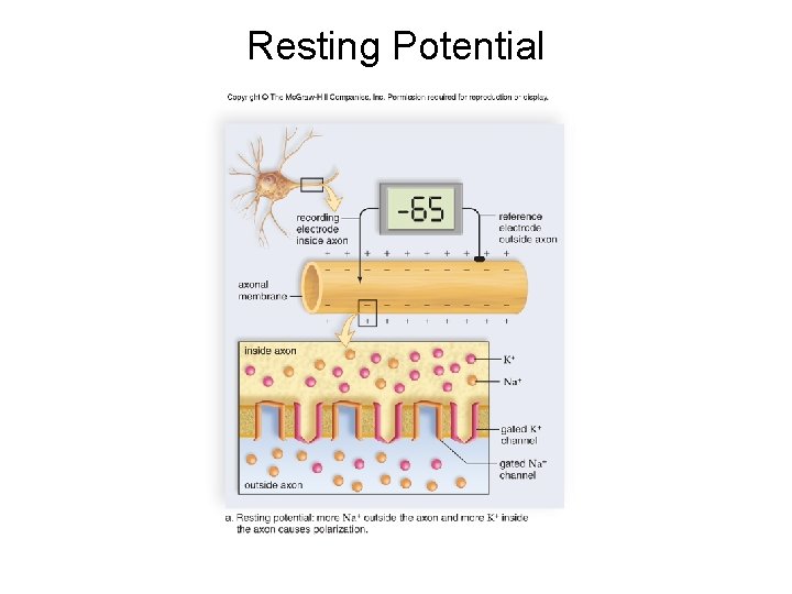 Resting Potential Resting Potential