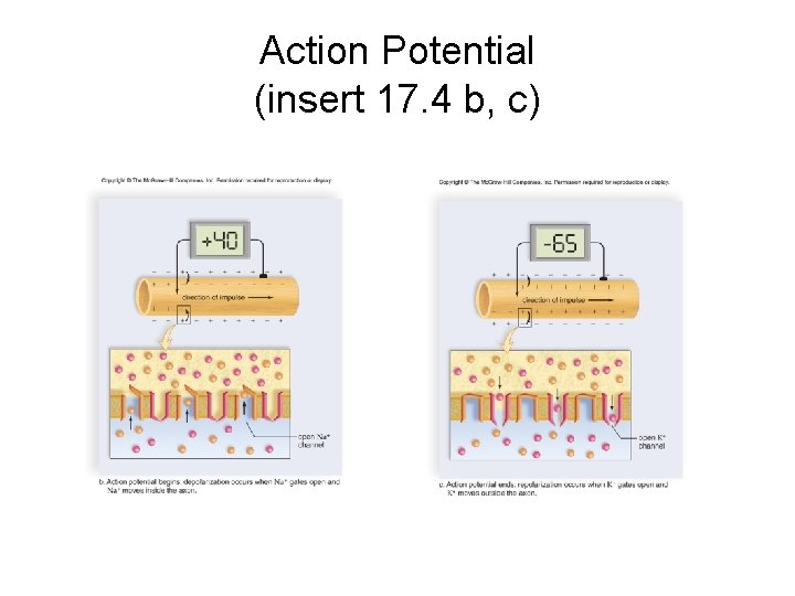 Action Potential (insert 17. 4 b, c) Action Potential (insert 17. 4 b, c)