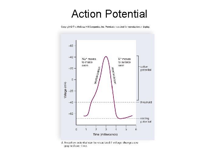 Action Potential Action Potential