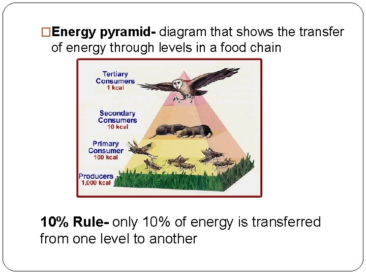�Energy pyramid- diagram that shows the transfer of energy through levels in a food