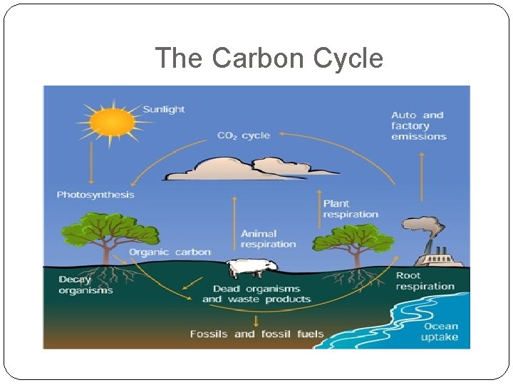 The Carbon Cycle 