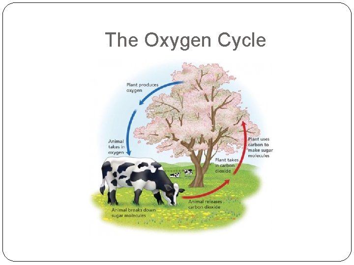 The Oxygen Cycle 