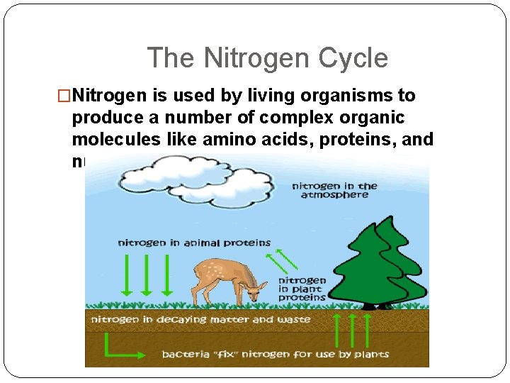 The Nitrogen Cycle �Nitrogen is used by living organisms to produce a number of