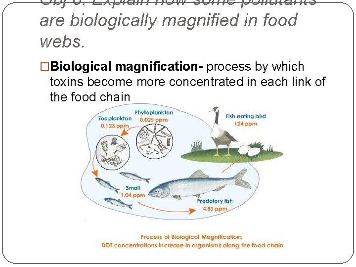 Obj 8: Explain how some pollutants are biologically magnified in food webs. �Biological magnification-