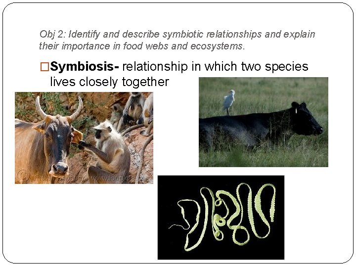 Obj 2: Identify and describe symbiotic relationships and explain their importance in food webs