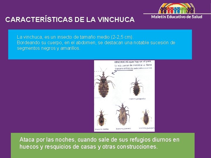 Vinchuca Insecto MAL DE CHAGAS MAZA DEFINICIN Es una enfermedad