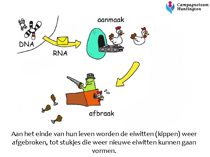 Aan het einde van hun leven worden de eiwitten (kippen) weer afgebroken, tot stukjes