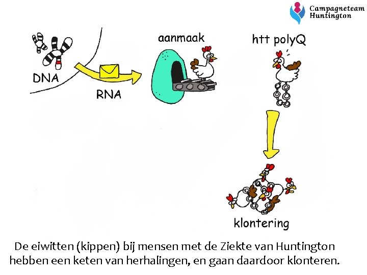 De eiwitten (kippen) bij mensen met de Ziekte van Huntington hebben een keten van