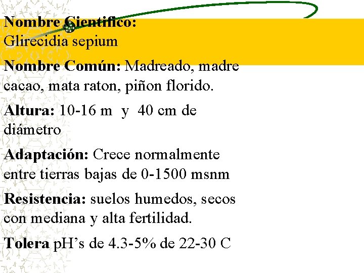 Nombre Cientifico: Glirecidia sepium Nombre Común: Madreado, madre cacao, mata raton, piñon florido. Altura: Nombre Cientifico: Glirecidia sepium Nombre Común: Madreado, madre cacao, mata raton, piñon florido. Altura: