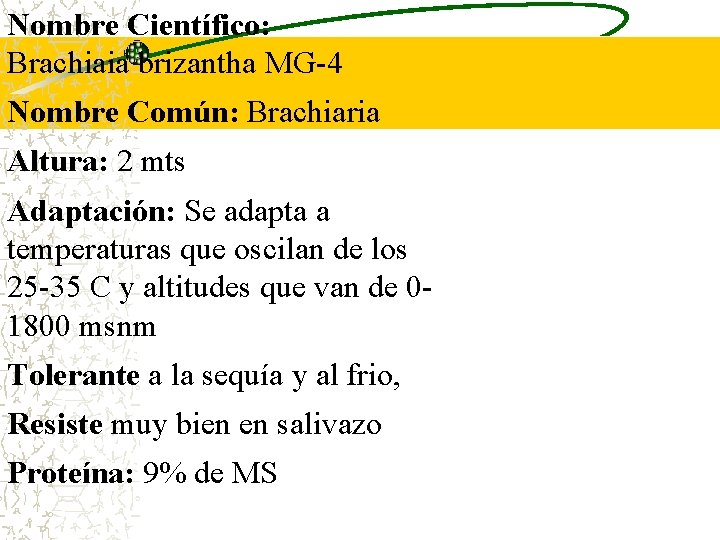 Nombre Científico: Brachiaia brizantha MG-4 Nombre Común: Brachiaria Altura: 2 mts Adaptación: Se adapta Nombre Científico: Brachiaia brizantha MG-4 Nombre Común: Brachiaria Altura: 2 mts Adaptación: Se adapta
