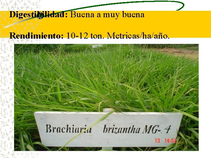 Digestibilidad: Buena a muy buena Rendimiento: 10 -12 ton. Metricas/ha/año. Digestibilidad: Buena a muy buena Rendimiento: 10 -12 ton. Metricas/ha/año.