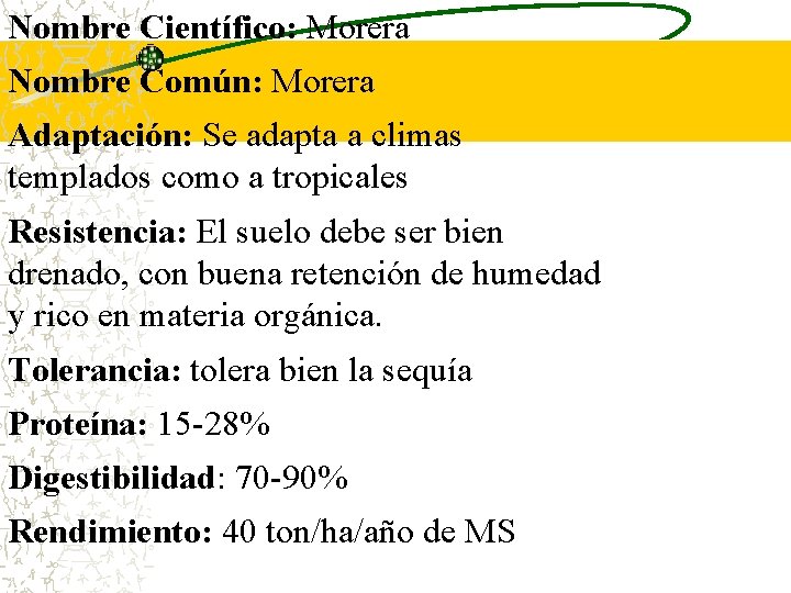 Nombre Científico: Morera Nombre Común: Morera Adaptación: Se adapta a climas templados como a Nombre Científico: Morera Nombre Común: Morera Adaptación: Se adapta a climas templados como a