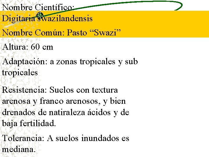 Nombre Científico: Digitaria swazilandensis Nombre Común: Pasto “Swazi” Altura: 60 cm Adaptación: a zonas Nombre Científico: Digitaria swazilandensis Nombre Común: Pasto “Swazi” Altura: 60 cm Adaptación: a zonas