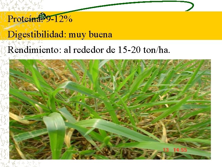 Proteína: 9 -12% Digestibilidad: muy buena Rendimiento: al rededor de 15 -20 ton/ha. Proteína: 9 -12% Digestibilidad: muy buena Rendimiento: al rededor de 15 -20 ton/ha.