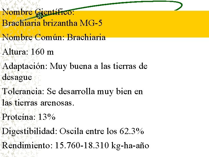 Nombre Científico: Brachiaria brizantha MG-5 Nombre Común: Brachiaria Altura: 160 m Adaptación: Muy buena Nombre Científico: Brachiaria brizantha MG-5 Nombre Común: Brachiaria Altura: 160 m Adaptación: Muy buena