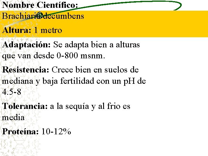 Nombre Científico: Brachiaria decumbens Altura: 1 metro Adaptación: Se adapta bien a alturas que Nombre Científico: Brachiaria decumbens Altura: 1 metro Adaptación: Se adapta bien a alturas que