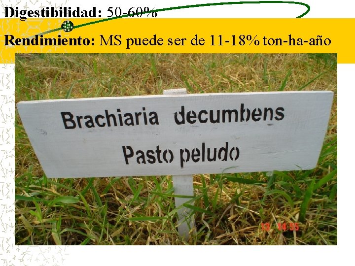 Digestibilidad: 50 -60% Rendimiento: MS puede ser de 11 -18% ton-ha-año Digestibilidad: 50 -60% Rendimiento: MS puede ser de 11 -18% ton-ha-año