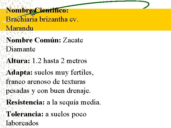 Nombre Cientifico: Brachiaria brizantha cv. Marandu Nombre Común: Zacate Diamante Altura: 1. 2 hasta Nombre Cientifico: Brachiaria brizantha cv. Marandu Nombre Común: Zacate Diamante Altura: 1. 2 hasta