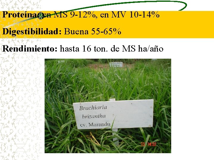 Proteína: en MS 9 -12%, en MV 10 -14% Digestibilidad: Buena 55 -65% Rendimiento: Proteína: en MS 9 -12%, en MV 10 -14% Digestibilidad: Buena 55 -65% Rendimiento: