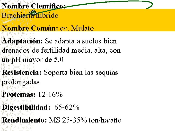 Nombre Cientifico: Brachiaria hibrido Nombre Común: cv. Mulato Adaptación: Se adapta a suelos bien Nombre Cientifico: Brachiaria hibrido Nombre Común: cv. Mulato Adaptación: Se adapta a suelos bien