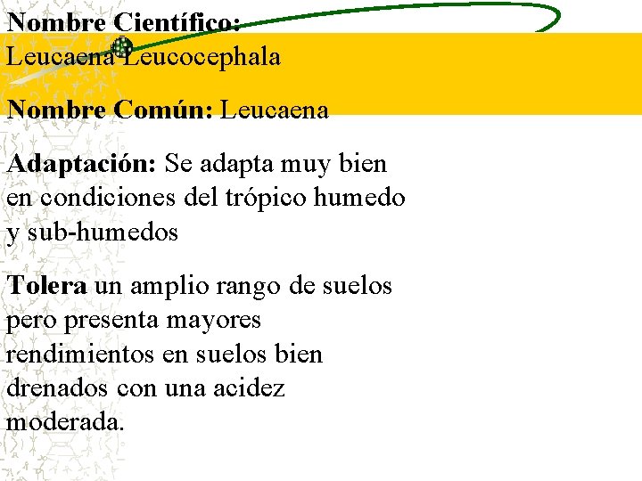 Nombre Científico: Leucaena Leucocephala Nombre Común: Leucaena Adaptación: Se adapta muy bien en condiciones Nombre Científico: Leucaena Leucocephala Nombre Común: Leucaena Adaptación: Se adapta muy bien en condiciones