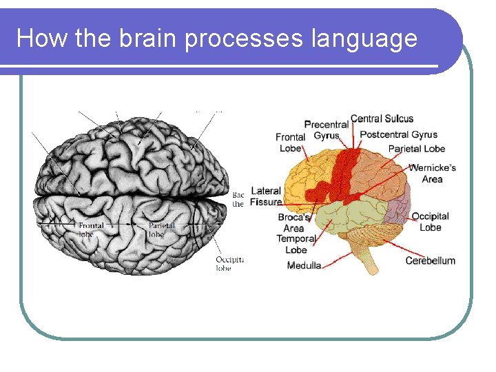 How the brain processes language 