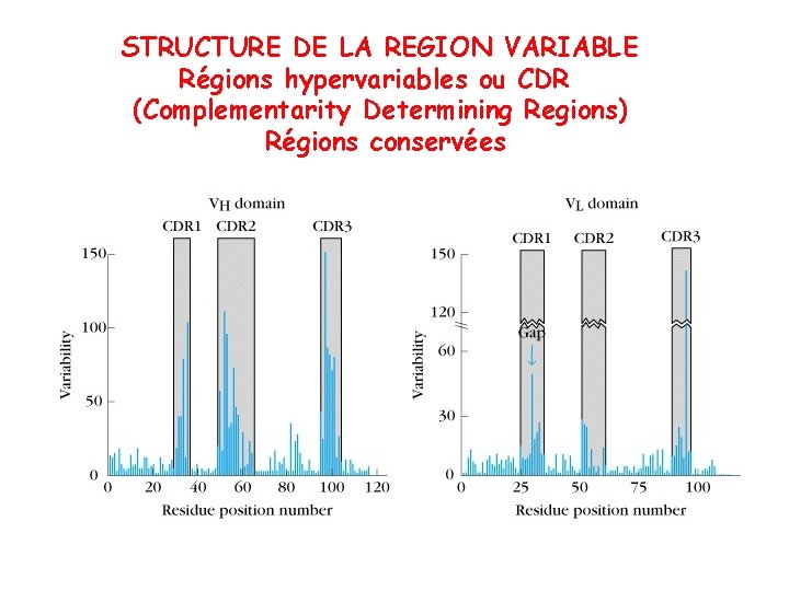 Cd R Variable Region LES IMMUNOGLOBULINES LES IMMUNOGLOBULINES Molcules supportant la fonction