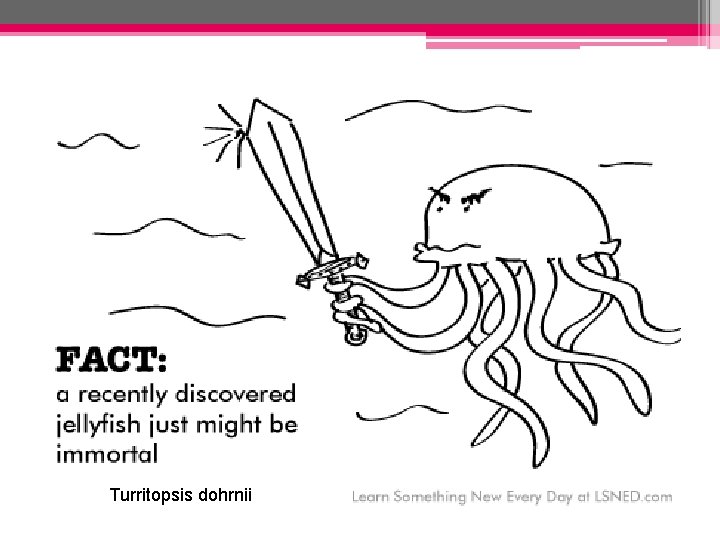 Turritopsis dohrnii Turritopsis dohrnii