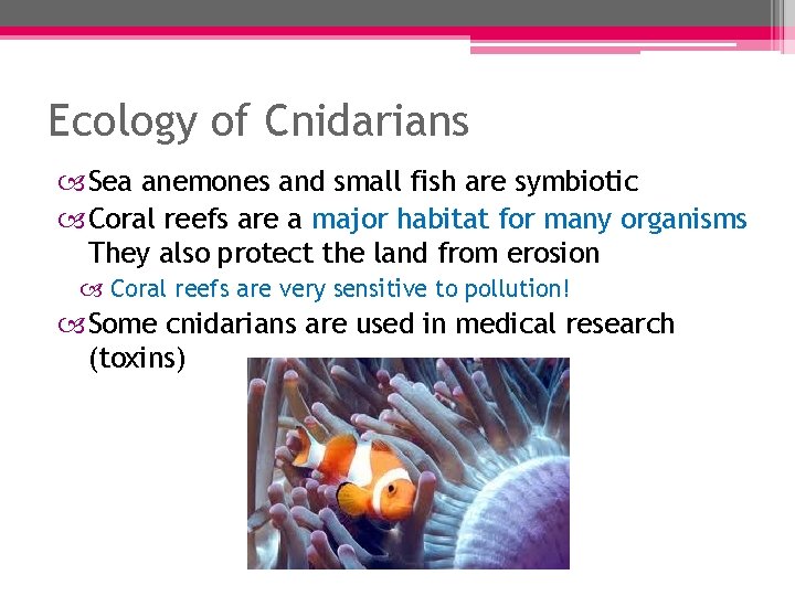 Ecology of Cnidarians Sea anemones and small fish are symbiotic Coral reefs are a Ecology of Cnidarians Sea anemones and small fish are symbiotic Coral reefs are a