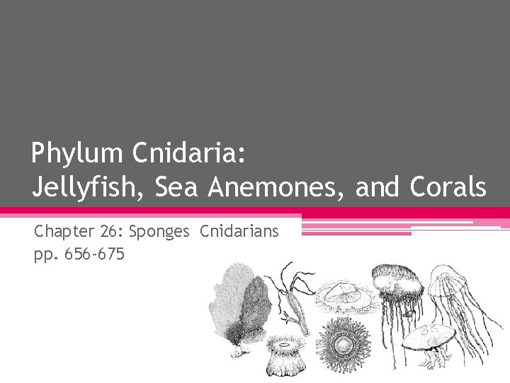 Phylum Cnidaria: Jellyfish, Sea Anemones, and Corals Chapter 26: Sponges Cnidarians pp. 656 -675 Phylum Cnidaria: Jellyfish, Sea Anemones, and Corals Chapter 26: Sponges Cnidarians pp. 656 -675
