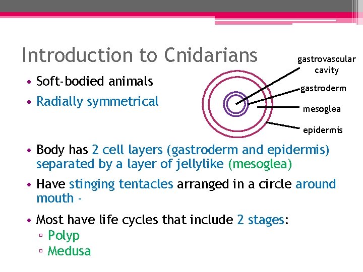Introduction to Cnidarians • Soft-bodied animals • Radially symmetrical gastrovascular cavity gastroderm mesoglea epidermis Introduction to Cnidarians • Soft-bodied animals • Radially symmetrical gastrovascular cavity gastroderm mesoglea epidermis