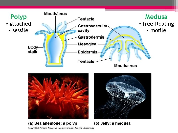 Polyp Medusa • attached • free-floating • motile • sessile Polyp Medusa • attached • free-floating • motile • sessile