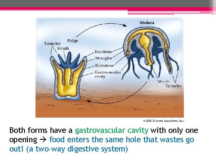 Both forms have a gastrovascular cavity with only one opening food enters the same Both forms have a gastrovascular cavity with only one opening food enters the same