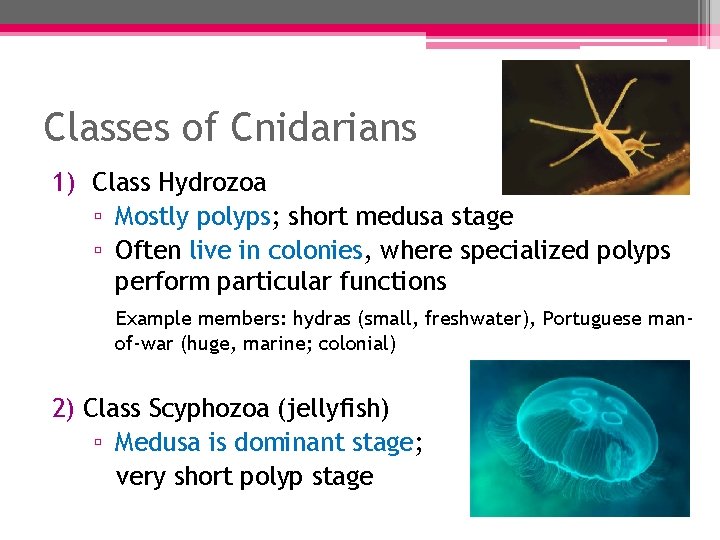 Classes of Cnidarians 1) Class Hydrozoa ▫ Mostly polyps; short medusa stage ▫ Often Classes of Cnidarians 1) Class Hydrozoa ▫ Mostly polyps; short medusa stage ▫ Often