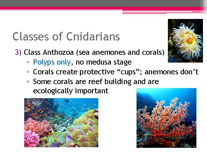 Classes of Cnidarians 3) Class Anthozoa (sea anemones and corals) ▫ Polyps only, no Classes of Cnidarians 3) Class Anthozoa (sea anemones and corals) ▫ Polyps only, no