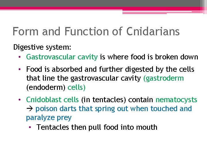 Form and Function of Cnidarians Digestive system: • Gastrovascular cavity is where food is Form and Function of Cnidarians Digestive system: • Gastrovascular cavity is where food is