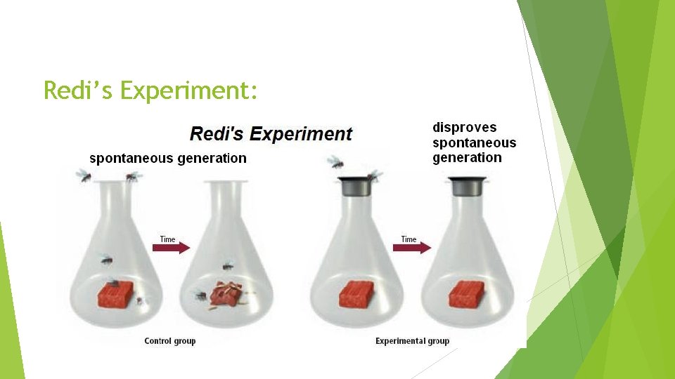 Redi’s Experiment: Redi’s Experiment: