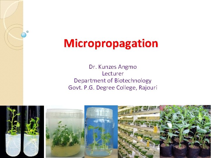 Micropropagation Dr. Kunzes Angmo Lecturer Department of Biotechnology Govt. P. G. Degree College, Rajouri