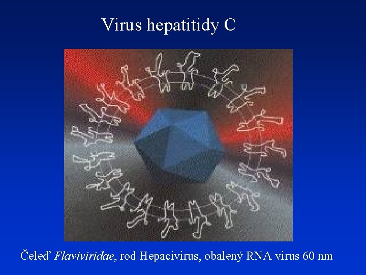 Virus hepatitidy C Čeleď Flaviviridae, rod Hepacivirus, obalený RNA virus 60 nm 