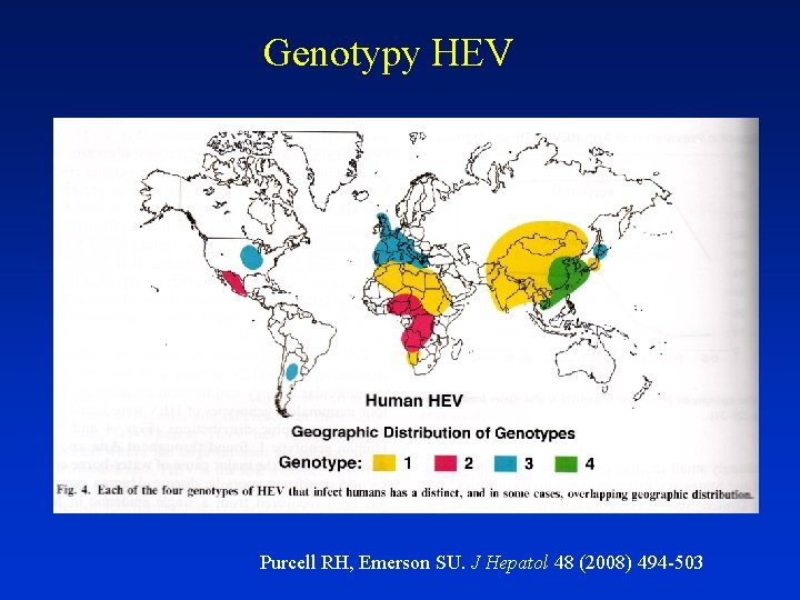 Genotypy HEV Purcell RH, Emerson SU. J Hepatol 48 (2008) 494 -503 