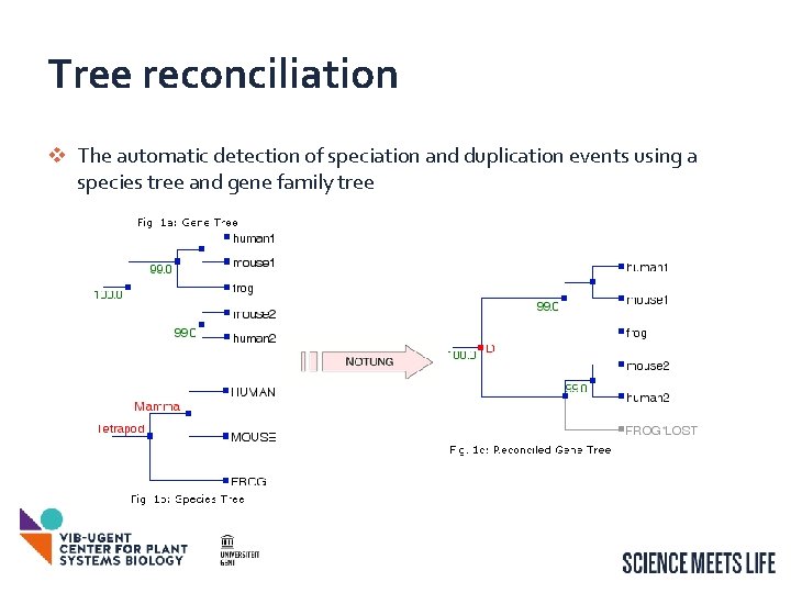 Functional Plant Bioinformatics Orthologs Paralogs Phylogenetic Trees 14