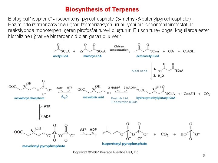 Biosynthesis of Terpenes Biological “isoprene” - isopentenyl pyrophosphate (3 -methyl-3 -butenylpyrophosphate). Enzimlerle izomerizasyona uğrar.