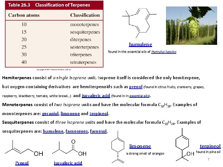  humulene found in the essential oils of Humulus lupulus Hemiterpenes consist of a