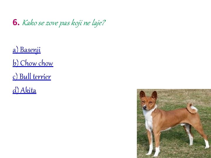 6. Kako se zove pas koji ne laje? a) Basenji b) Chow c) Bull