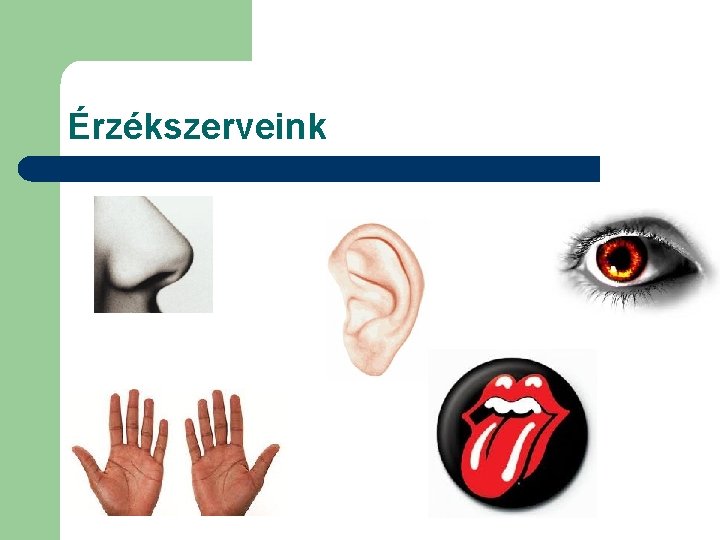 Érzékszerveink 