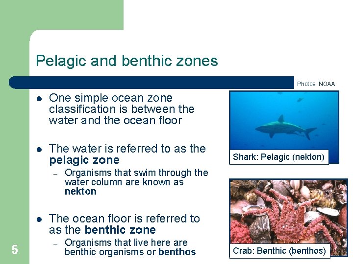 Pelagic and benthic zones Photos: NOAA l One simple ocean zone classification is between