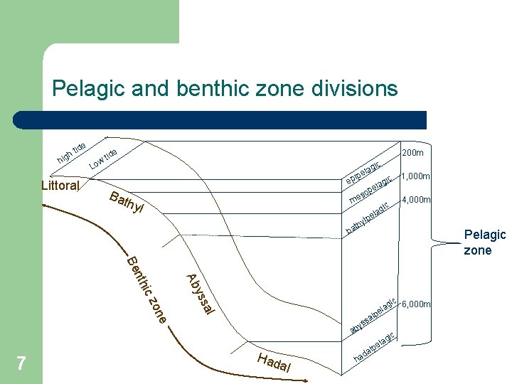 Pelagic and benthic zone divisions e tid h ig h Littoral e w Lo